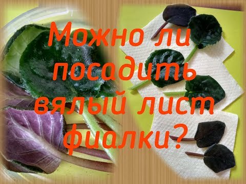 Видео: Можно ли посадить и укоренить вялый лист фиалки?