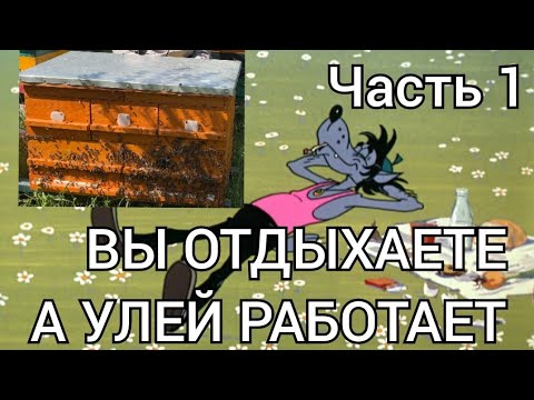 Видео: УНИКАЛЬНЫЙ УЛЕЙ ДЛЯ КАЖДОГО