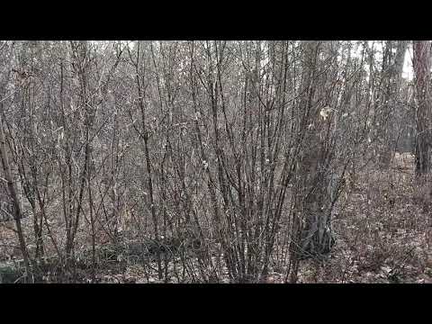 Видео: Беленькие птички в осеннем лесу. Тольятти ноябрь 2025 года.