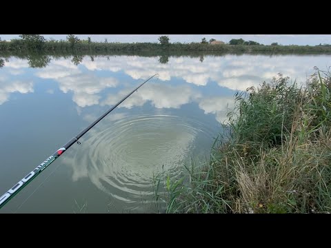 Видео: Рыба под камышом. Поиск решения
