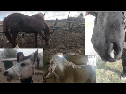 Видео: КАШЕЛЬ, ОДЫШКА, СОПЛИ У ЛОШАДИ: ЭМФИЗЕМА ИЛИ ХОБЛ. МОЙ ОПЫТ ВЕТЕРИНАРА