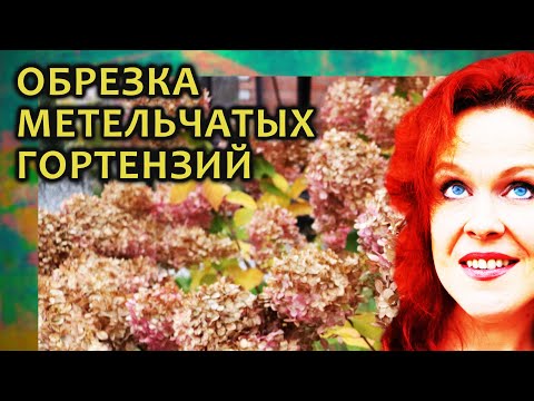 Видео: Обрезка метельчатой гортензии. Пособие для начинающих. Подробно обо всех тонкостях.