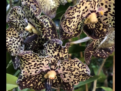 Видео: 🍊🍋Обзор необыкновенной красоты в зимнем саду🍋🍊