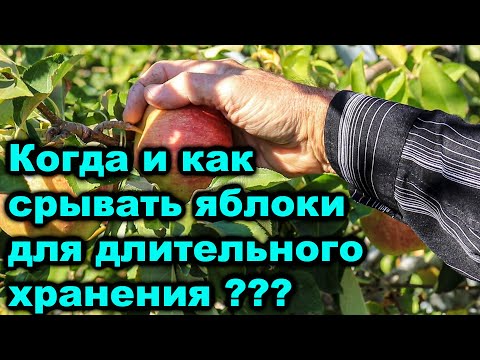 Видео: Когда и как срывать яблоки для длительного хранения