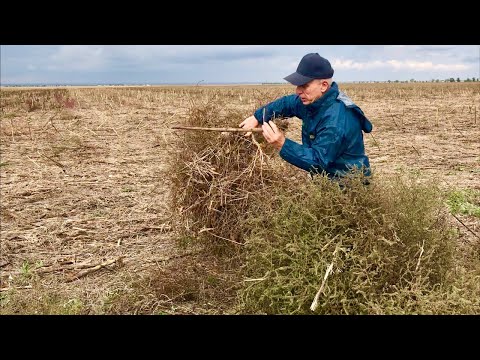 Видео: Впервые сеем после подсолнечника без мульчировки