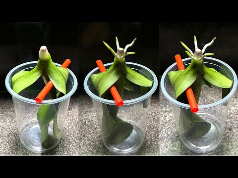 Видео: Только этот! Орхидея сразу укореняется и цветет круглый год.