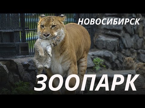 Видео: Зоопарк в Новосибирске - Novosibirsk ZOO - Куда пойти vlog