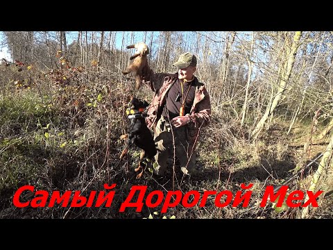 Видео: КУПИЛ ХУТОР в ЛЕСУ на краю БОЛОТА. Часть 78. АЙК СЧАСТЛИВ! ОХОТА на Зайца и Куницу.