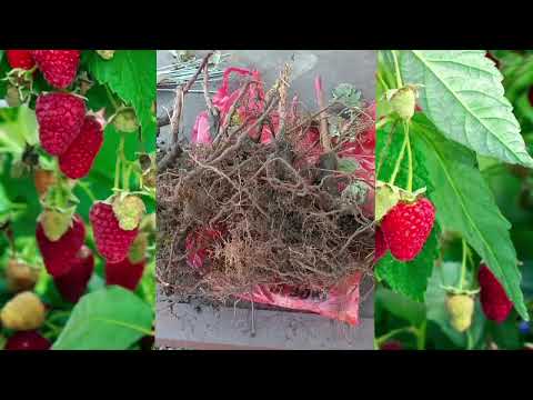 Видео: Малина МАРАВИЛЛА. Посадка саженцев малины. Сорт малины маравилла.