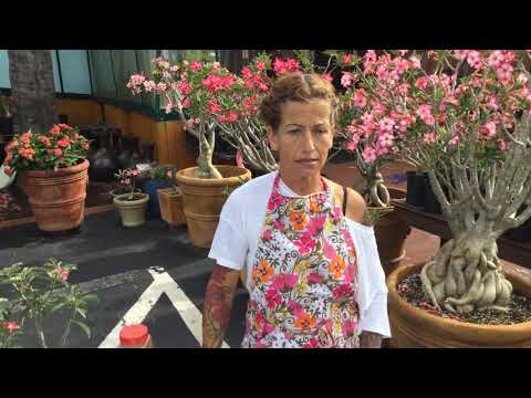 Видео: Пересадка пустынных роз и очистка корней