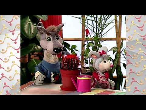 Видео: Шишкин Лес.  Зимний сад.  Фиалка