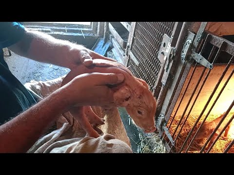 Видео: Второй осенний опорос