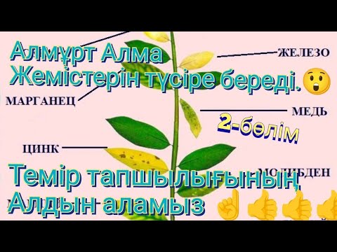 Видео: Алмұрт Алма жемістерін түсірмеу ұшын 👍👍👍Темір тапшылығы.. алмұрт Алма жемістерін түсірмеу үшін