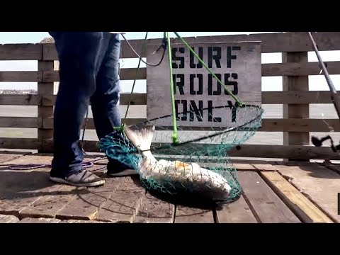 Видео: Поймано ТАК МНОГО ОГРОМНЫХ быков-красных. При участии HEYSKIPPER на рыбалке.