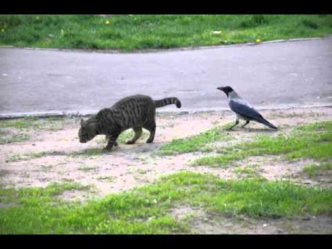 Видео: Ворона унижает кота.AVI