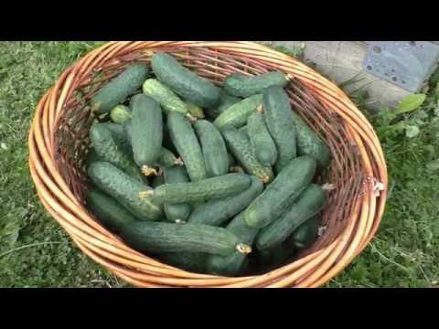 Видео: Лучшая подкормка для томатов и огурцов