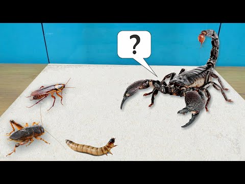 Видео: На кого нападет скорпион? Сверчка, таракана или зофобаса?