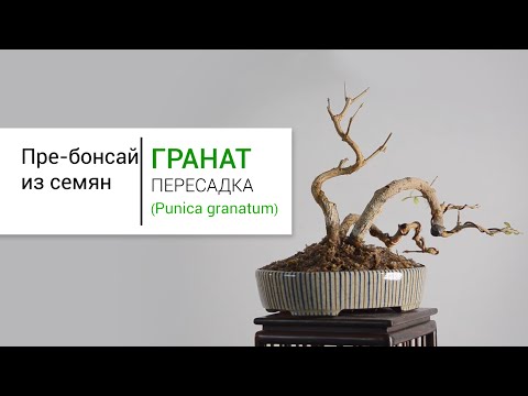 Видео: Пре-бонсай из граната. Пересадка | Pomegranate pre bonsai tree. Repotting.