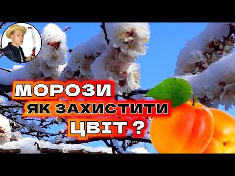 Видео: РЯТУЄМО Сад від ЗАМОРОЗКІВ: Ефективні Методи Захисту від Весняних Заморозків 🌸❄️