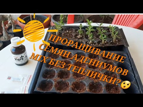 Видео: ЛЕТНИЙ ПОСЕВ СЕМЯН MIX (30.07.2023). от 0 до 3х недель🥰.