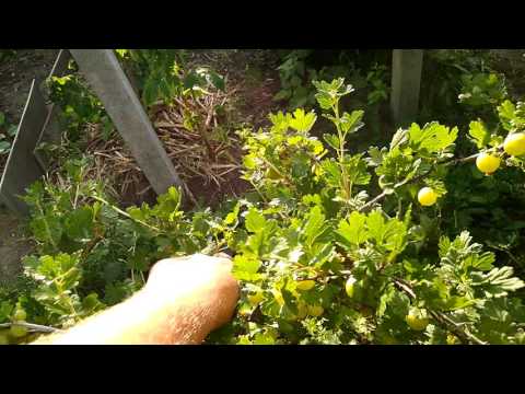 Видео: Обзор сортов крыжовника