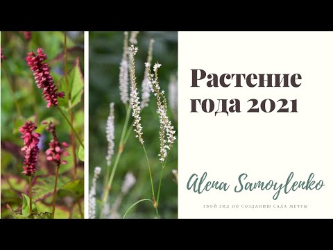 Видео: Горец родственный, Горец стеблеобъемлющий и Горец змеиный  в дизайне сада.