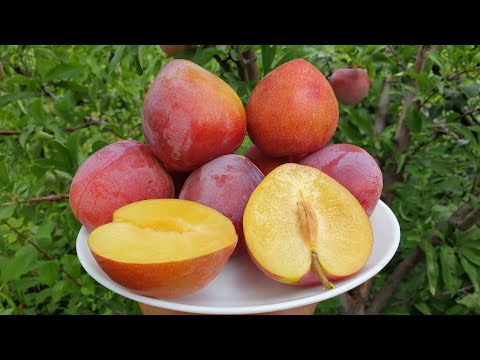 Видео: СЛИВА ФОРМОЗА / PLUM FORMOZA / ДИПЛОИДНЫЕ СЛИВЫ