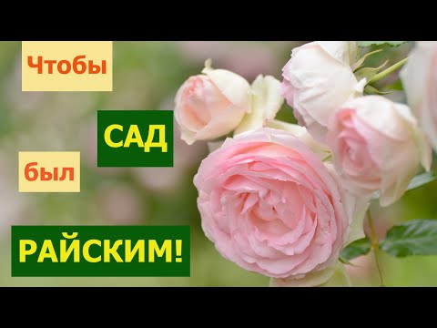 Видео: Самые интересные РОЗЫ для НОВИЧКОВ. Продаются через 10 минут после ОТКРЫТИЯ КАТАЛОГОВ!!!