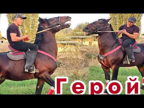 Видео: Герой Сезонго Даяр Таамай Пай Пай Ат🤚