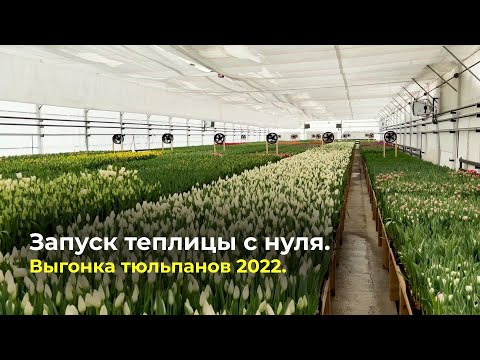 Видео: Цветочный бизнес с нуля 2.0 | Выгонка тюльпанов 2022