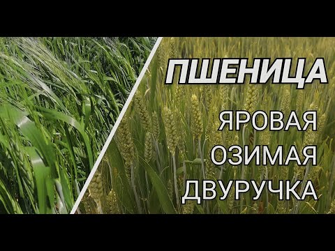 Видео: Пшеница - Яровая, Озимая и Двуручка. Что такое пшеница Двуручка?