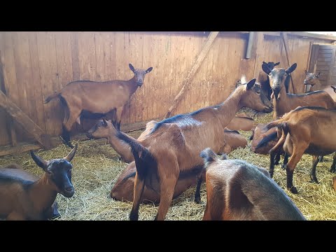 Видео: Доится и худеет // Коза сбавила удой // Скинула через три недели