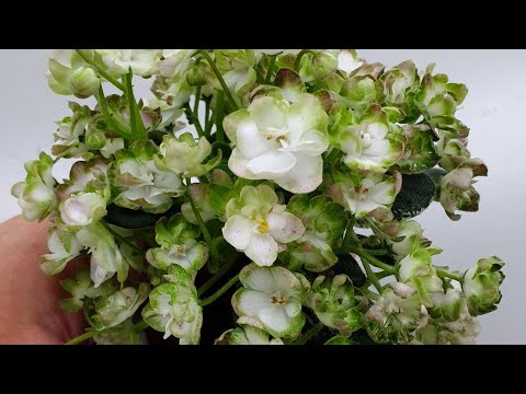 Видео: Немного моих фиалочек. Продолжение в следующем видео.