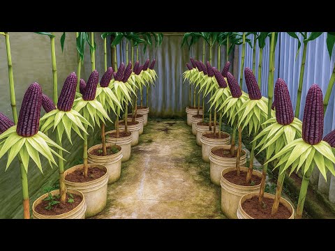 Видео: Превратите кухонные отходы и старые банки из-под краски в фиолетовую кукурузную грядку