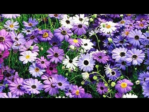 Видео: Брахикома 27.02.18 Пикировка брахикомы