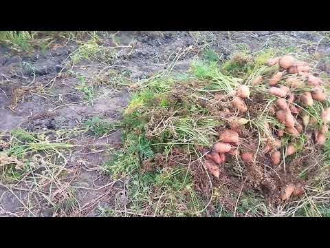 Видео: Моркву викопуймо вчасно.