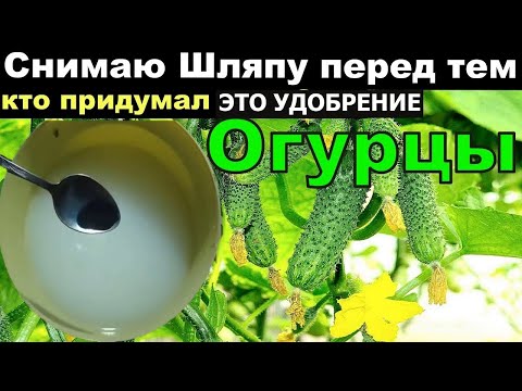 Видео: Я в Шоке! Сделал так огурцы в Августе прут не остановить.