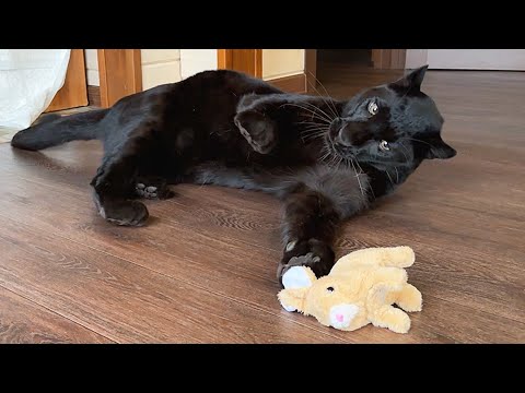 Видео: Пантера Луна и кролик 😳🐰🐆