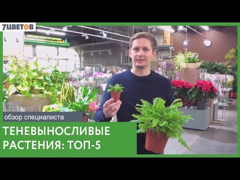 Видео: ТОП-5 теневыносливых растений | Озеленение офисов и домов без проблем