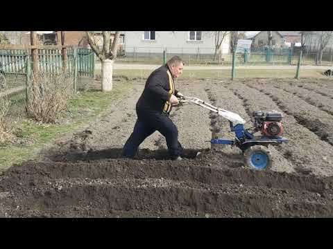 Видео: садим картофель в Марте под мотоблок