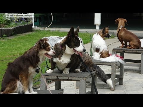 Видео: 4 породы до 30 см: такса, той-аусси, кардиган, папильон 