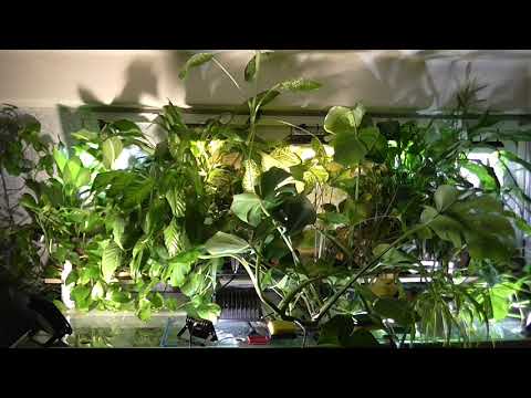 Видео: Содержание фитофильтра. (основные вопросы)