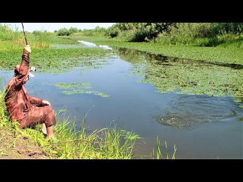 Видео: УДОЧКА ГНЁТСЯ - ЛЕСКА РВЁТСЯ! На ПОПЛАВОК в чилиме выловил всех КАРАСЕЙ. СОМИНЫЙ ЖОР в жару (Квок)