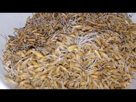 Видео: 9 ноября, грибы вешенка пошли 