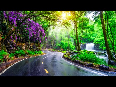Видео: Нежная музыка, успокаивает нервную систему и радует душу 🌿 лечебная музыка для сердца и сосудов #84