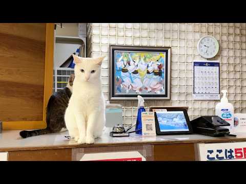 Видео: 40 Кошек!? Проживание в Потрясающем Кошачьем Отеле Японии🐈🏨