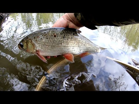 Видео: ЛОВЛЯ БЕЛОГО ХИЩНИКА В МАЕ НА СПИННИНГ. #Язь #Голавль #Спиннинг