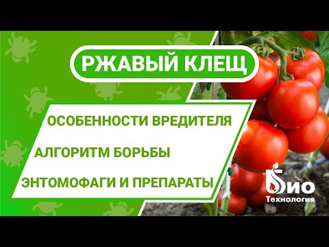 Видео: Как избавиться от ржавого томатного клеща в теплице? Мониторинг, средства и методы борьбы