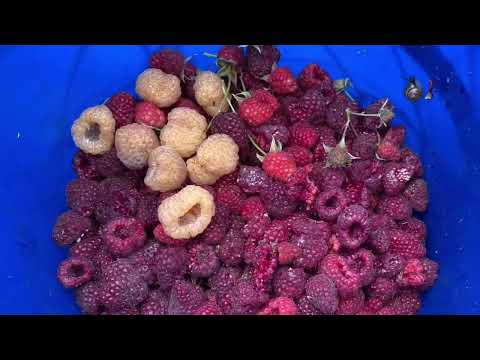 Видео: ￼ Первый раз,￼после отдыха едем в огород!￼👍😊Урожай с огорода и парника в сентябре!👍😊