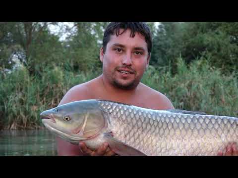 Видео: Амури и Шарани на Кисимови дупки 4-та част_www.digitalstudio.bg